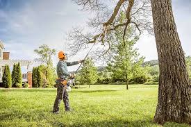 Best Tree Disease Treatment  in Homer, AK