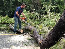 Best Tree and Shrub Care  in Homer, AK