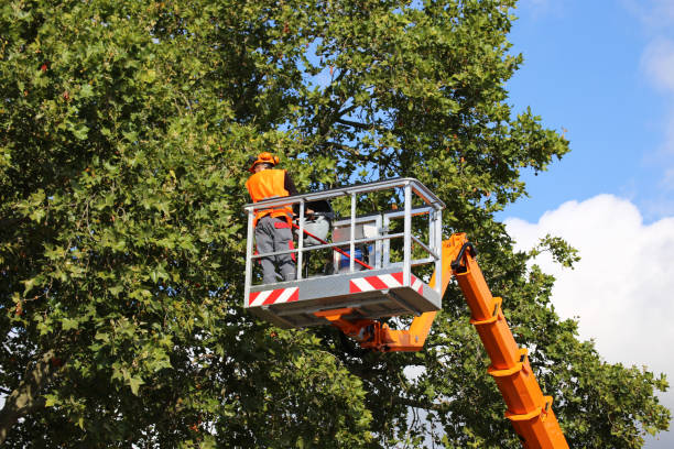 Best Arborist Consultation Services  in Homer, AK