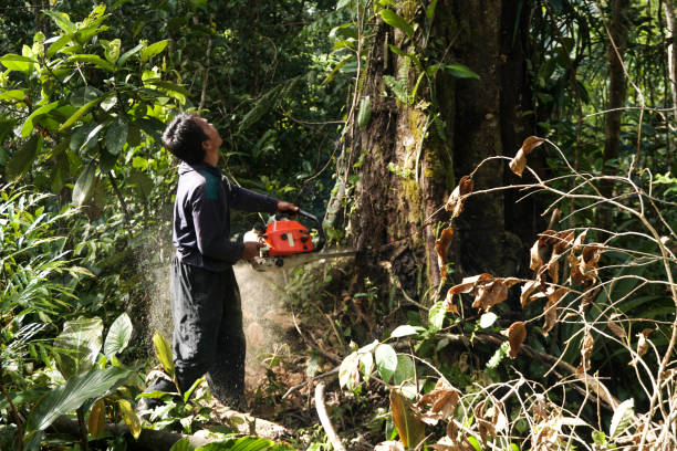 Best Tree Trimming and Pruning  in Homer, AK