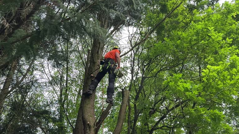 How Our Tree Care Process Works  in  Homer, AK